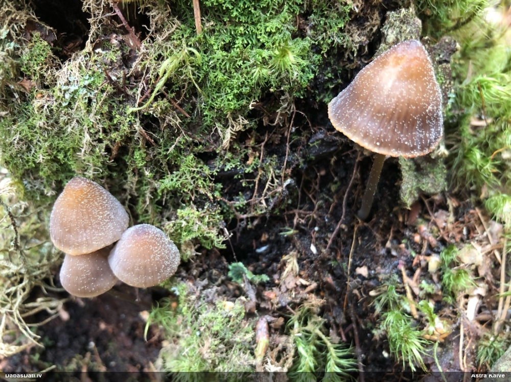 Vizuļojošā tintene