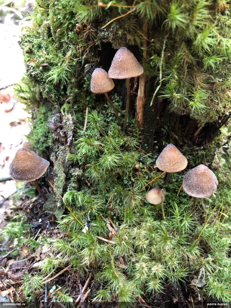 Vizuļojošā tintene