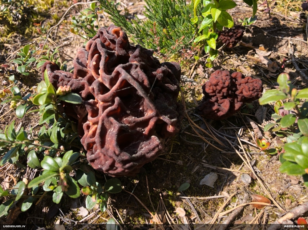 обыкновенный строчок