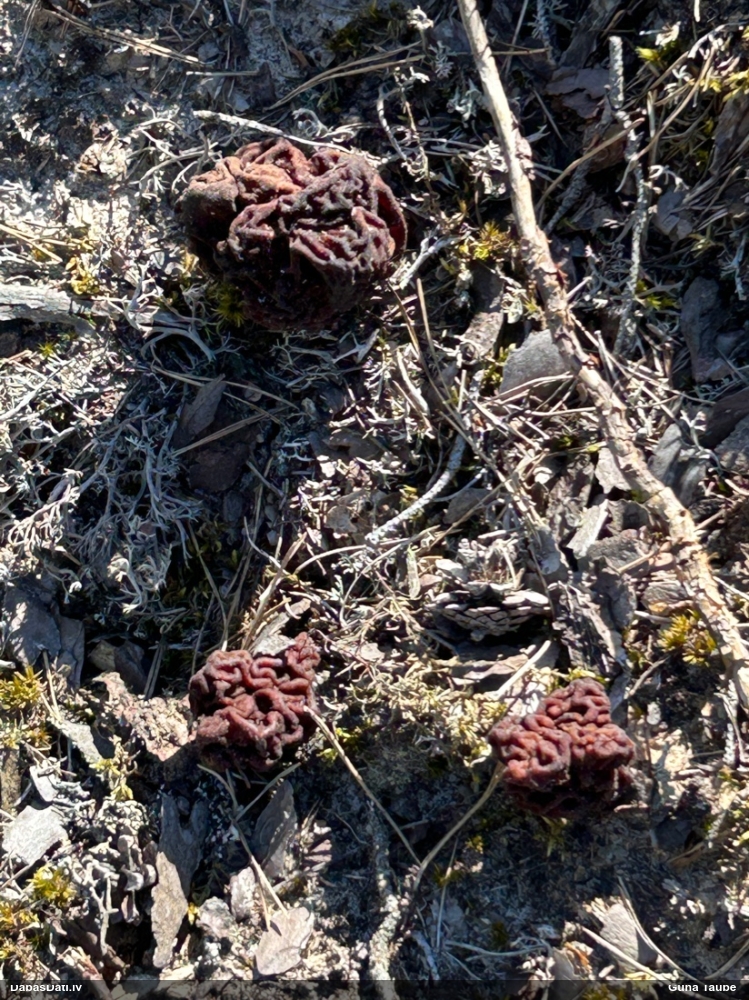 обыкновенный строчок