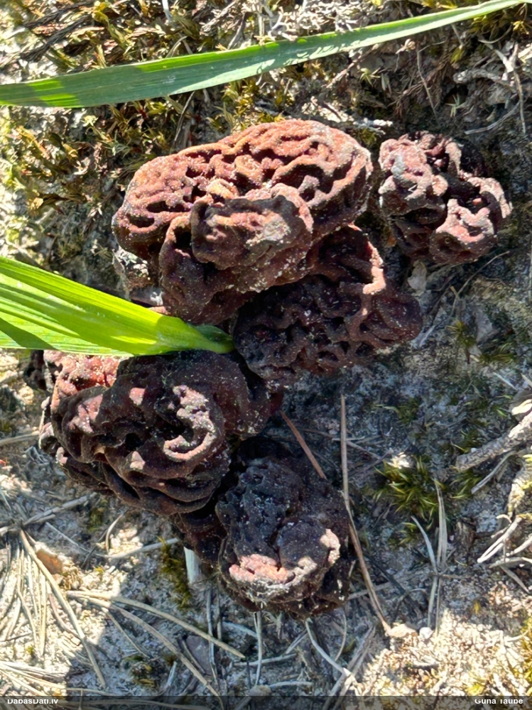 обыкновенный строчок