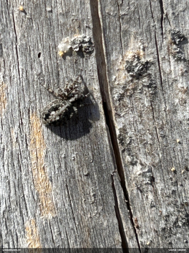 Lēcējzirneklis Attulus terebratus