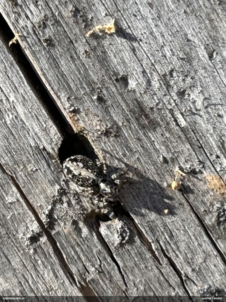 Lēcējzirneklis Attulus terebratus