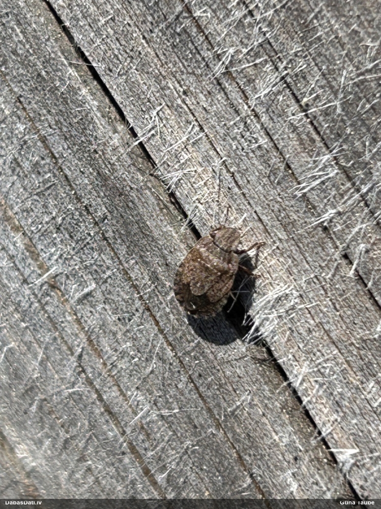 Vairogblakts Sciocoris sp.