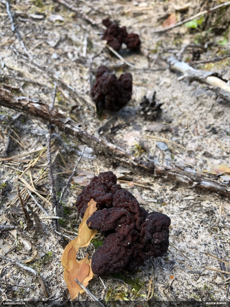 обыкновенный строчок