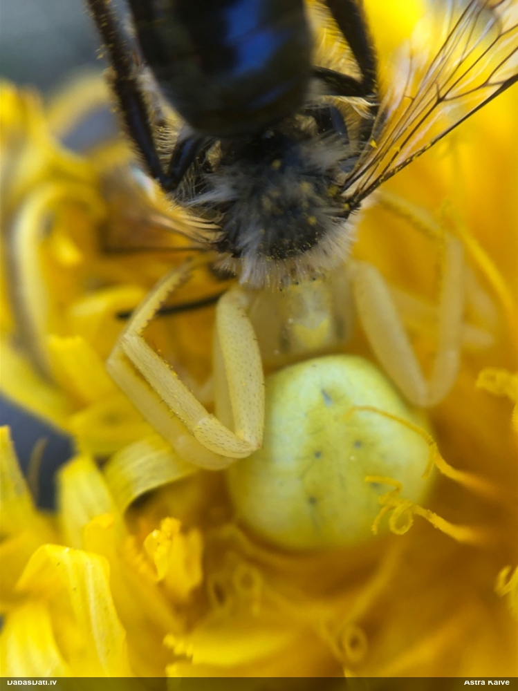 Krabjzirneklis Misumena vatia