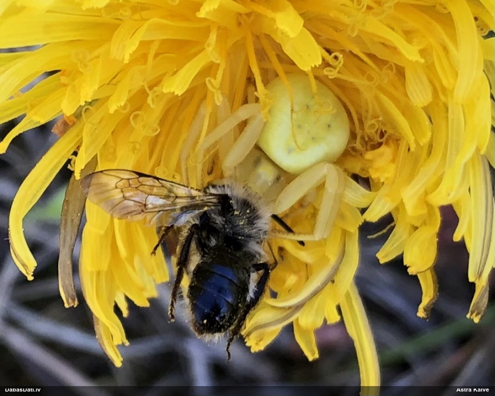 Krabjzirneklis Misumena vatia