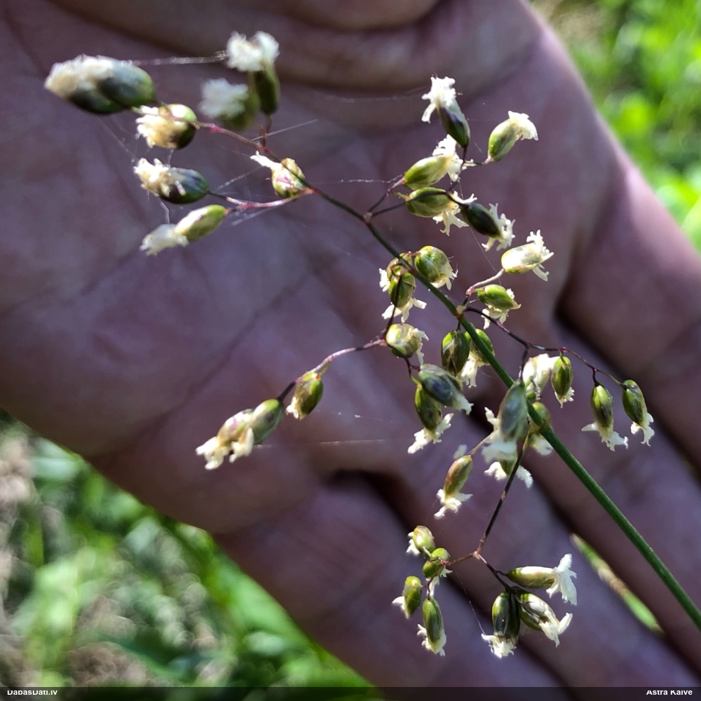 Smaržīgā mārsmilga