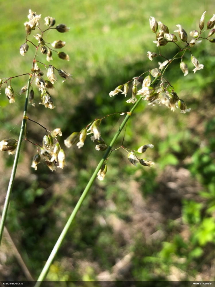 Smaržīgā mārsmilga