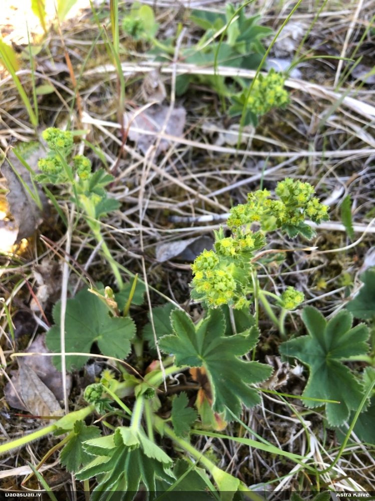 манжетка обыкновенная