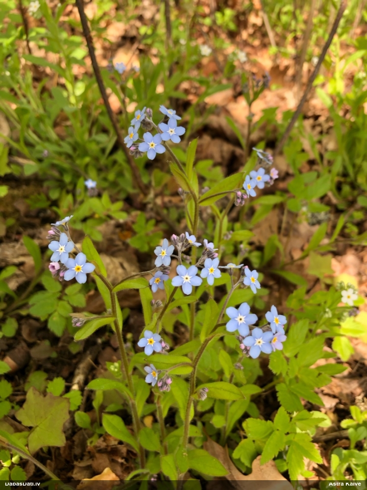незабудка лесная