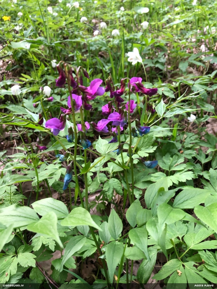 чина весенняя