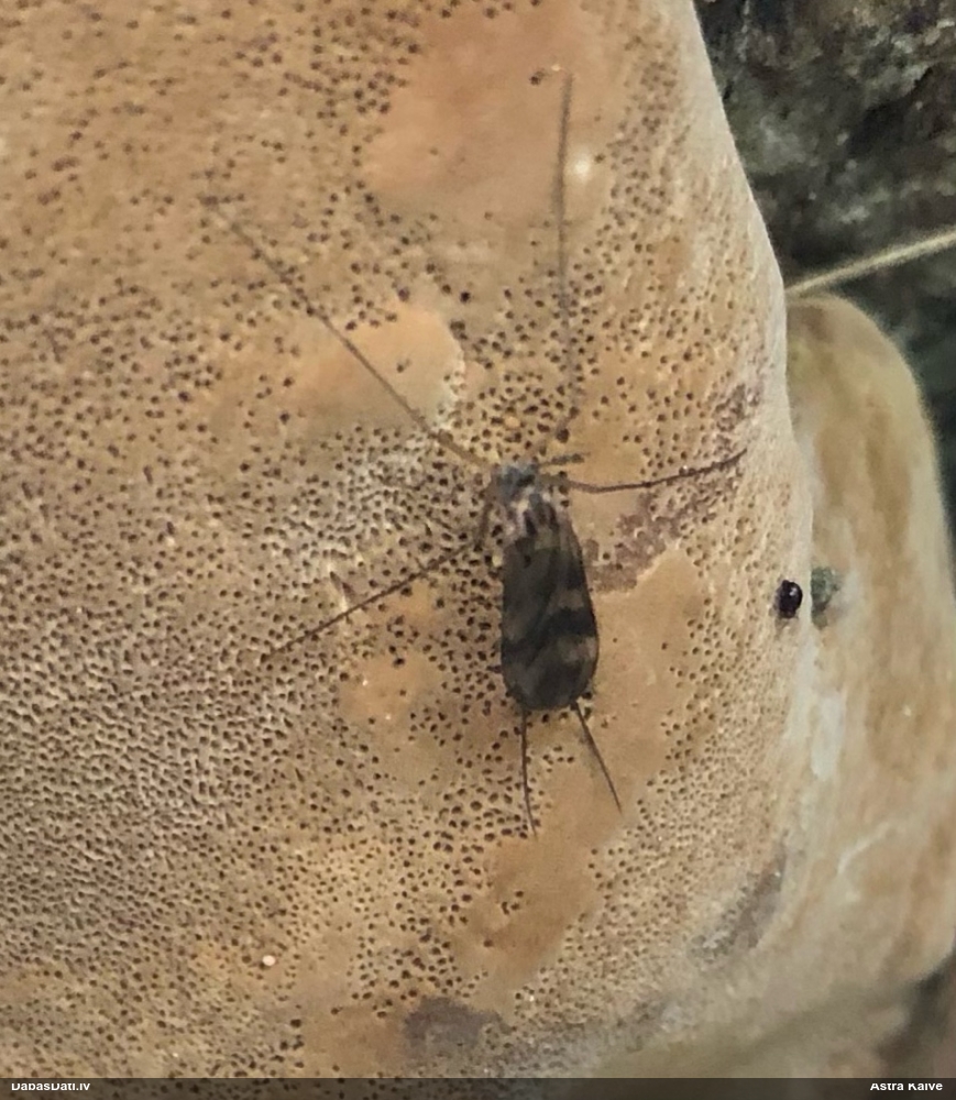 Kukainis (nenoteikts)