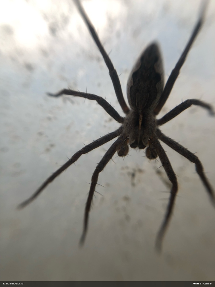Dižzirneklis Pisaura mirabilis