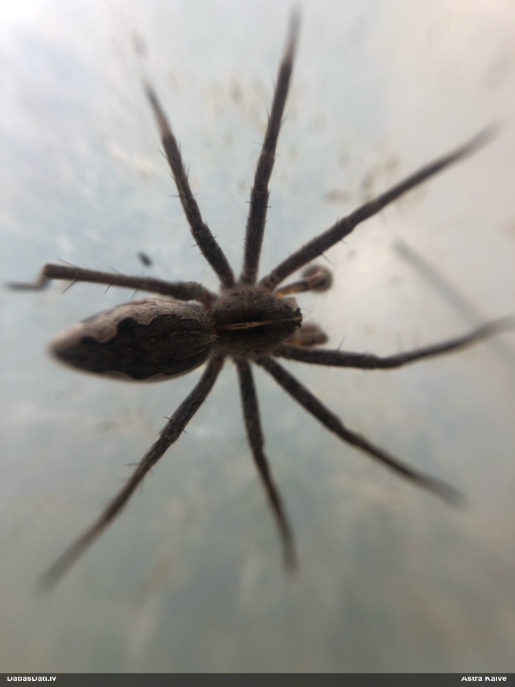 Dižzirneklis Pisaura mirabilis