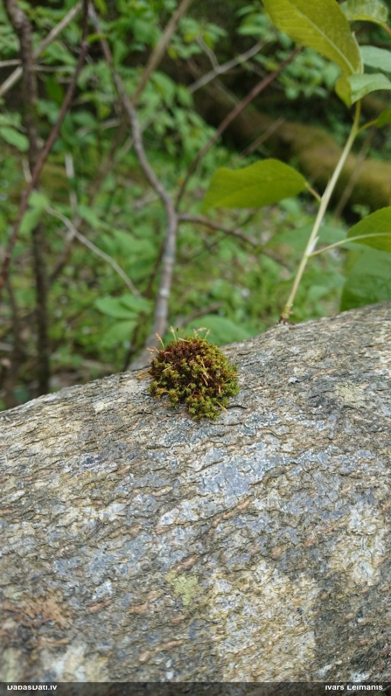 Bruha sprogaine