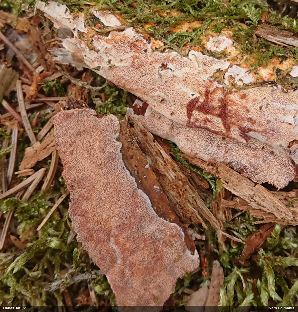 Šokolādes jungūnija