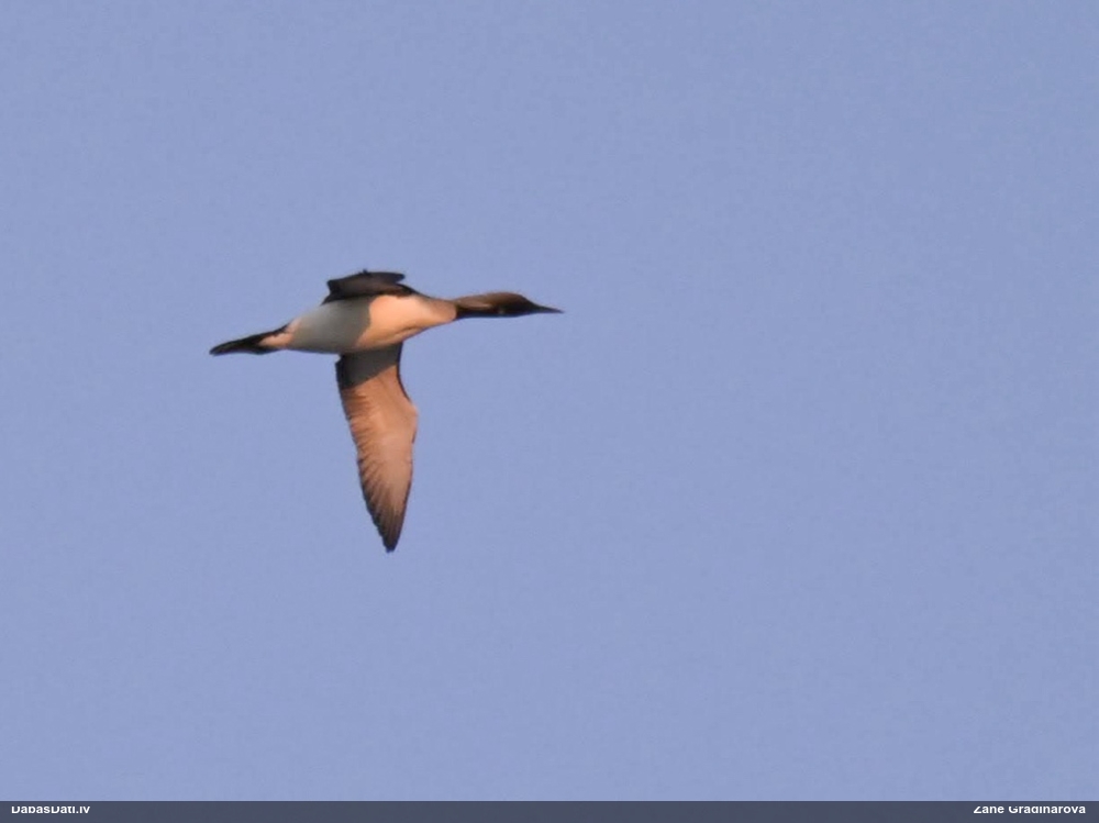 чернозобая гагара