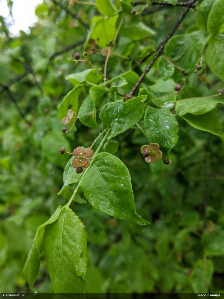 бересклет бородавчатый