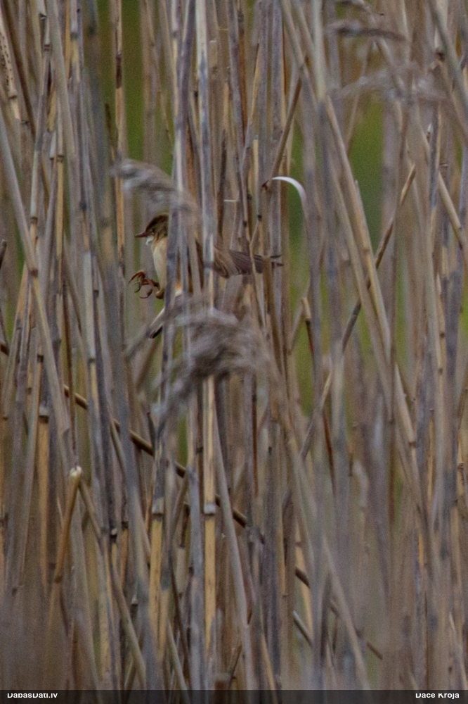 тростниковая камышевка