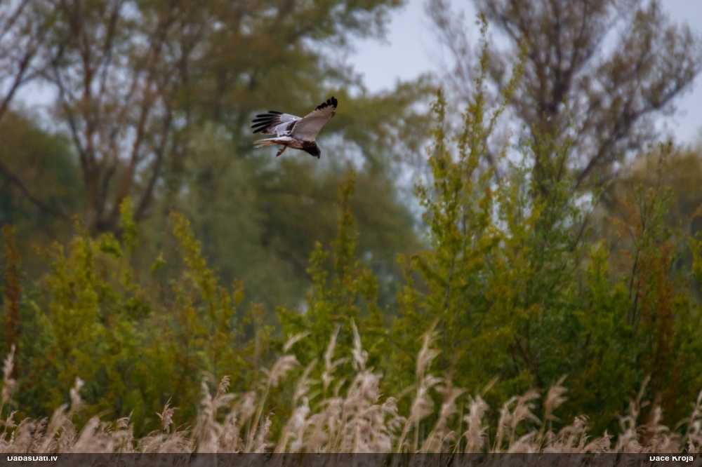 болотный лунь