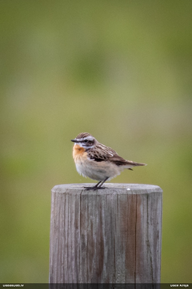 луговой чекан