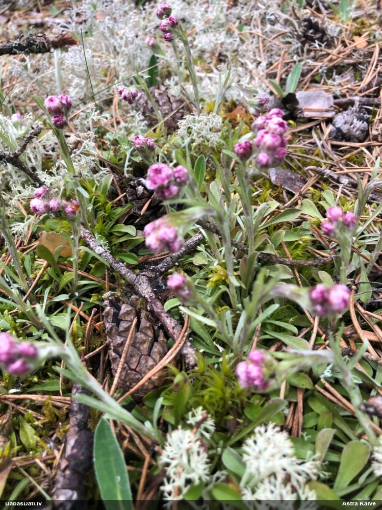 кошачья лапка двудомная