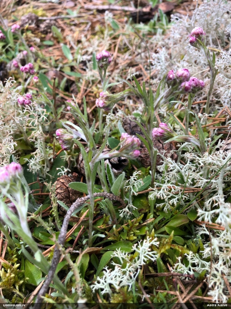 кошачья лапка двудомная