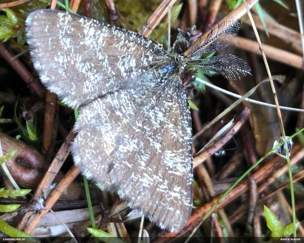 Brūnais viršu sprīžmetis