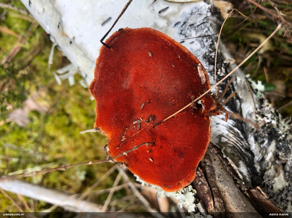 Parastā cinobrpiepe