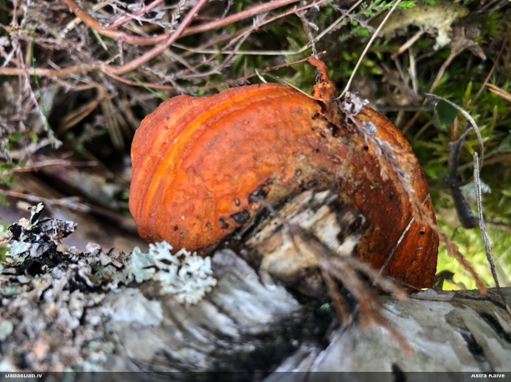 Parastā cinobrpiepe