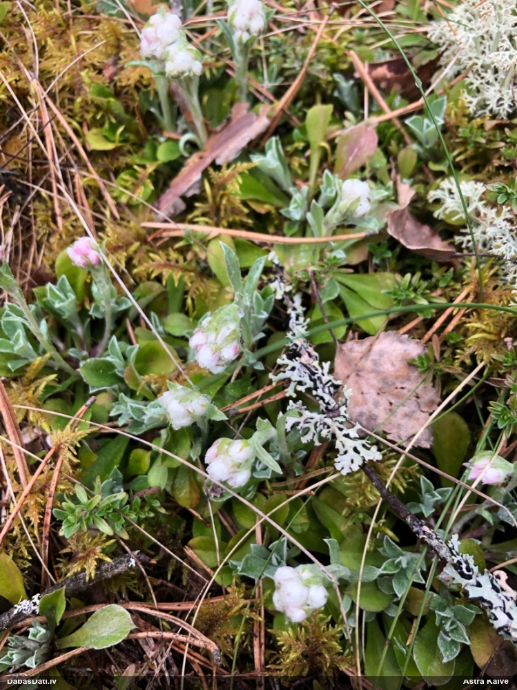 кошачья лапка двудомная