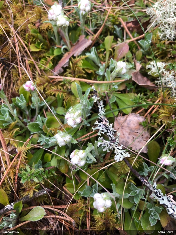 кошачья лапка двудомная