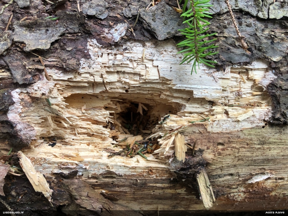 черный дятел