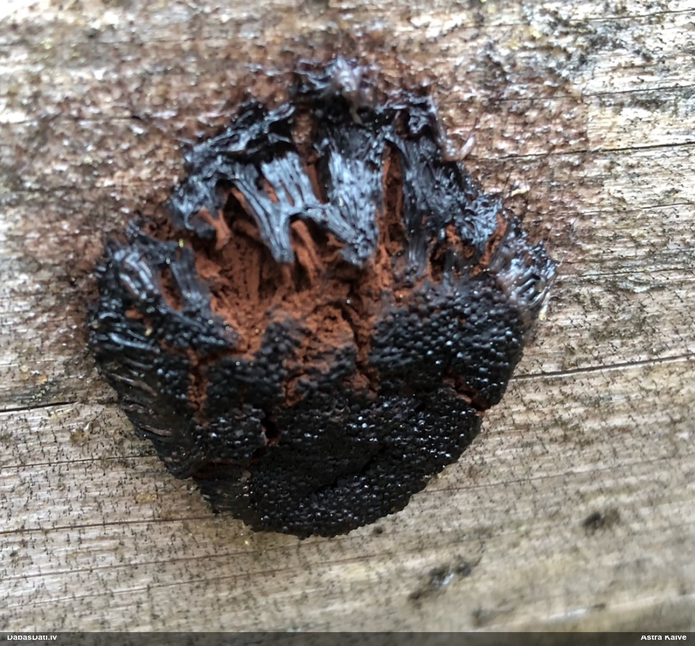 Saplacinātā kūlīte