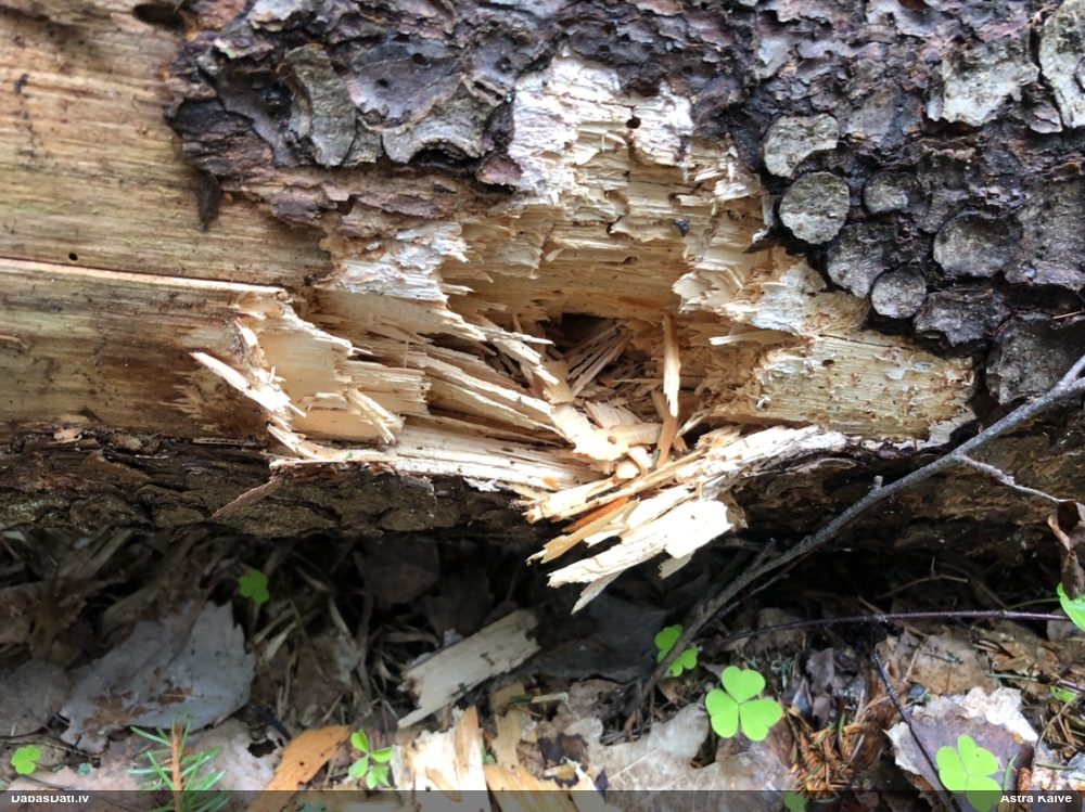 черный дятел