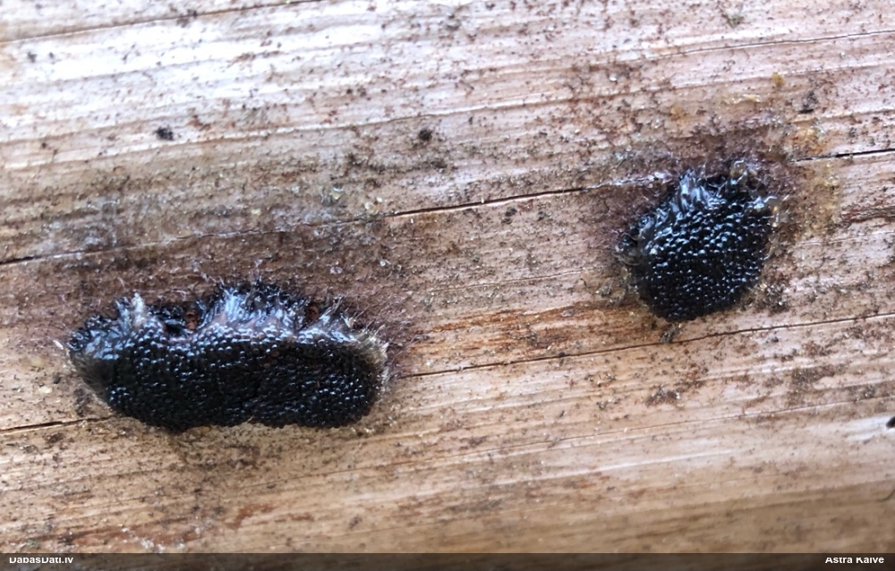 Saplacinātā kūlīte