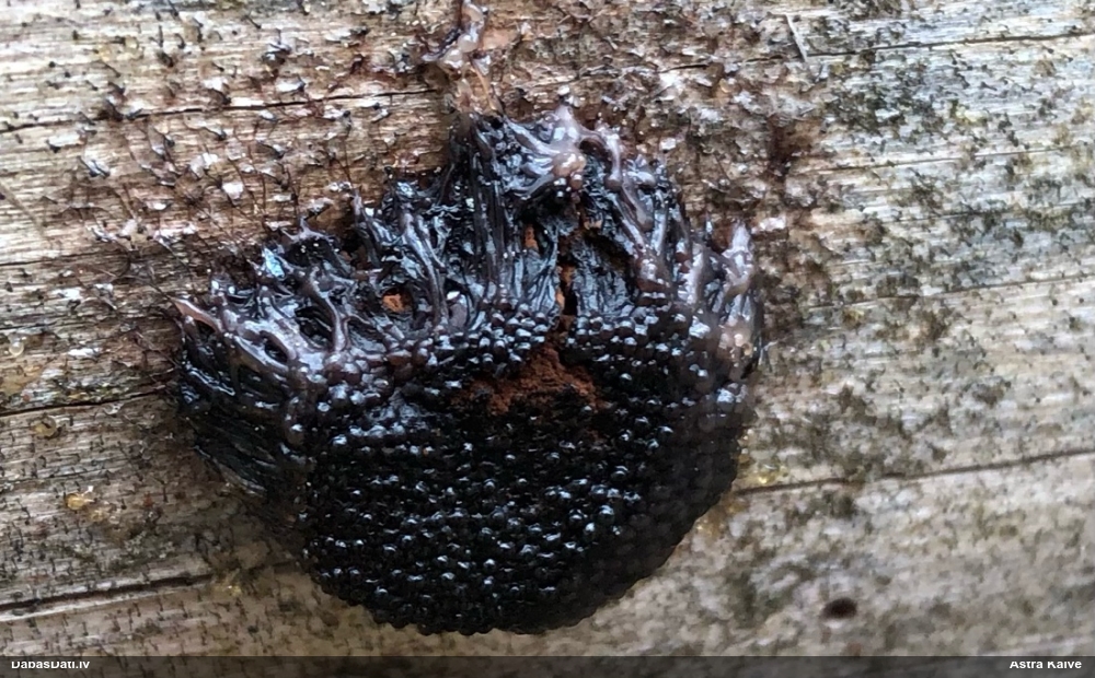 Saplacinātā kūlīte