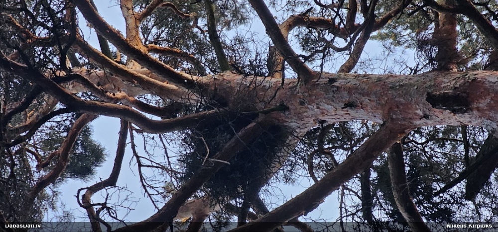 тетеревятник