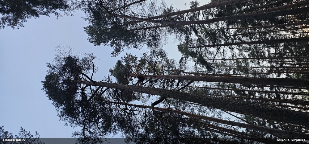 тетеревятник