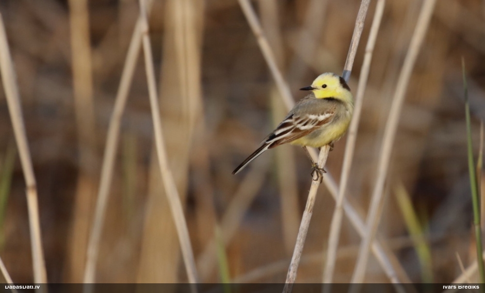 желтоголовая трясогузка