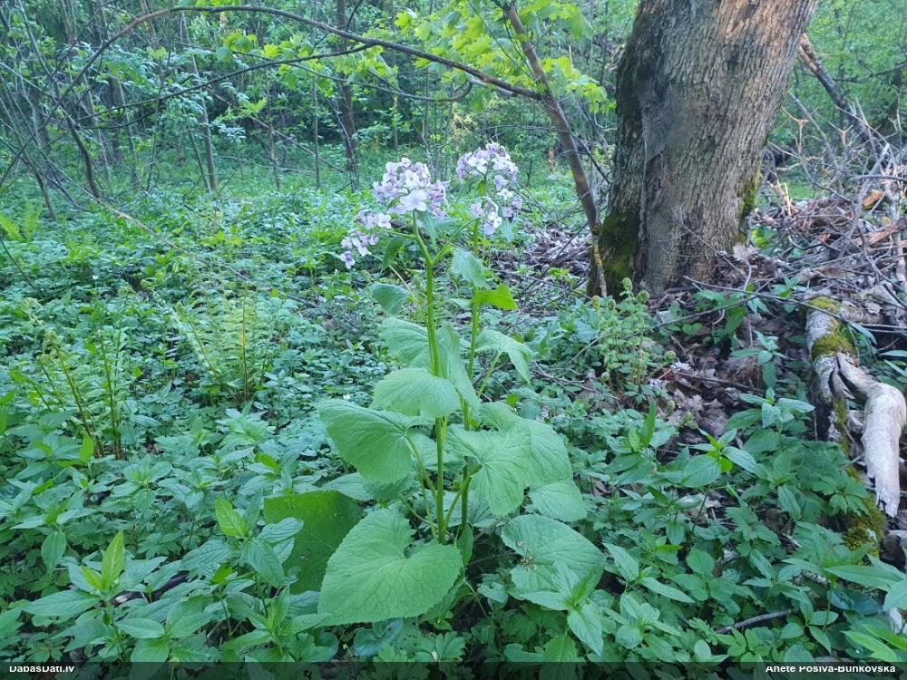 лунник многолетний
