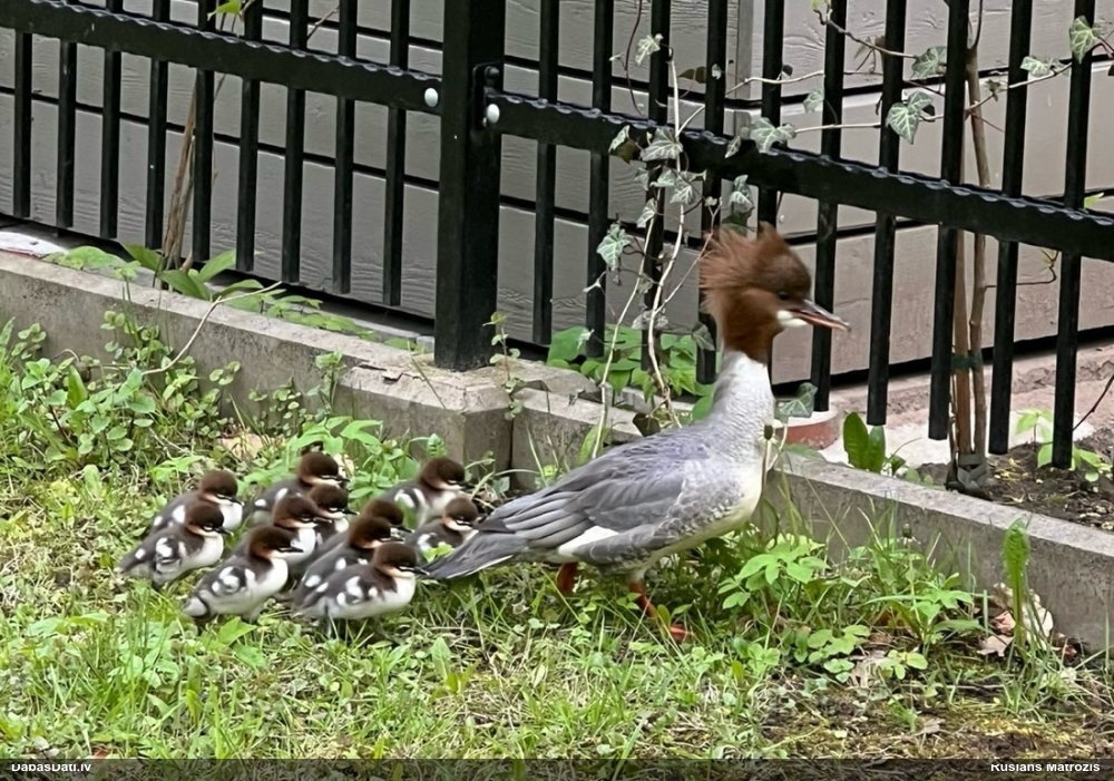 большой крохаль