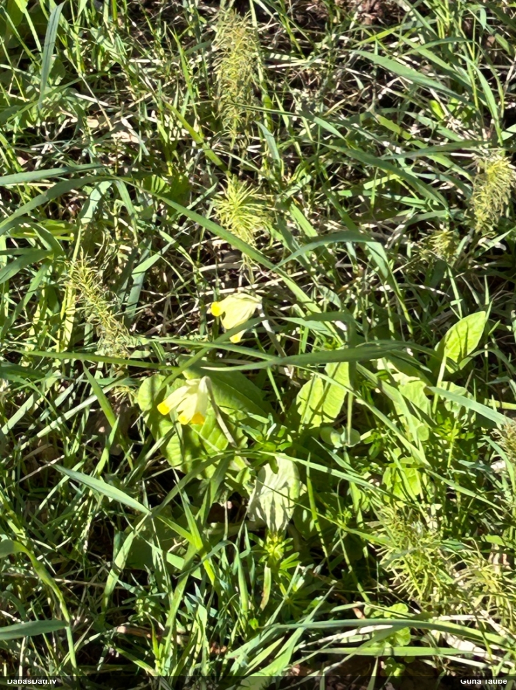 первоцвет весенний