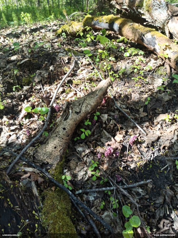 Петров крест чешуйчатый