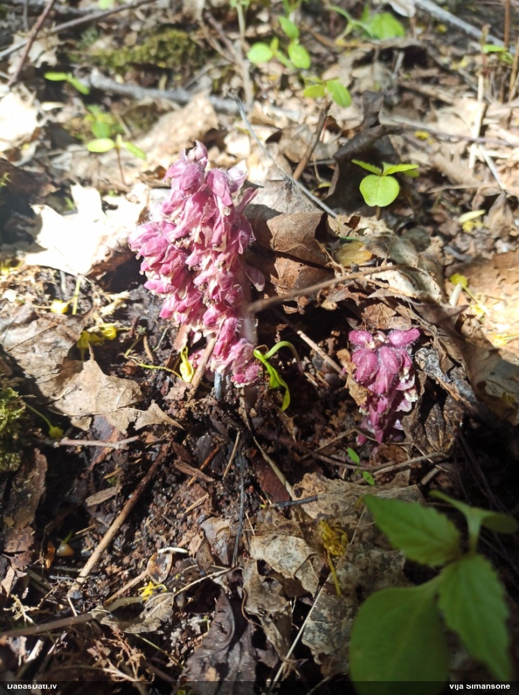 Петров крест чешуйчатый