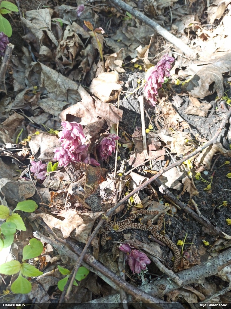 Петров крест чешуйчатый