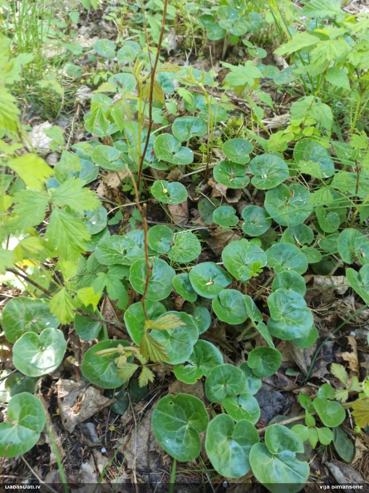 копытень европейский