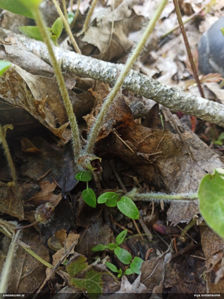 копытень европейский