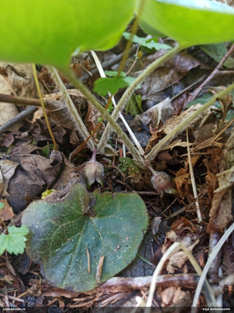 копытень европейский